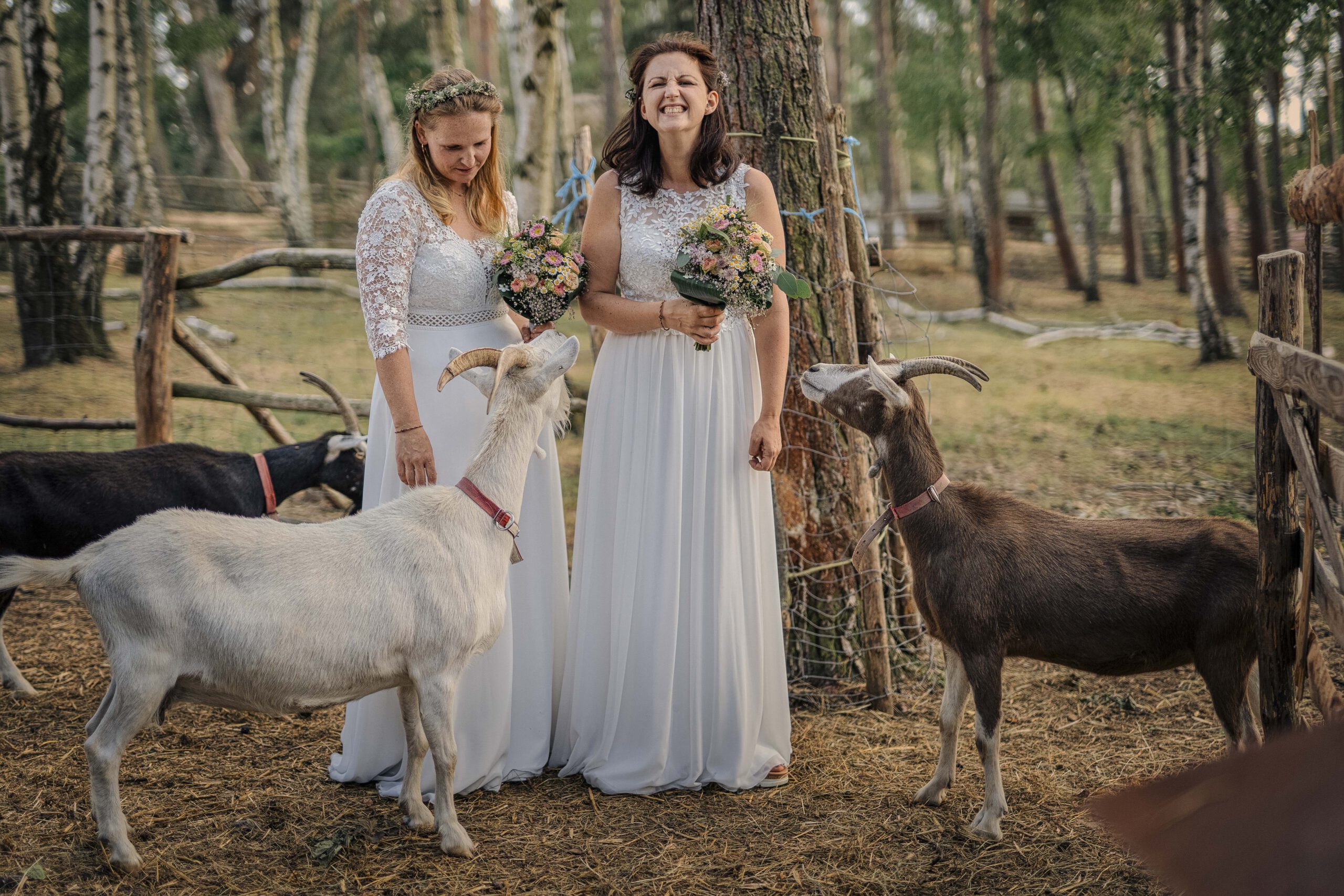 Bräutepaar mit Ziegen auf dem Land Zwei Bräute tragen weiße Hochzeitskleider. Sie stehen im Freien und blicken zurück, umgeben von natürlicher Schönheit. Foto: Roman Koryzna